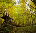 Parque Nacional de Bialowieza