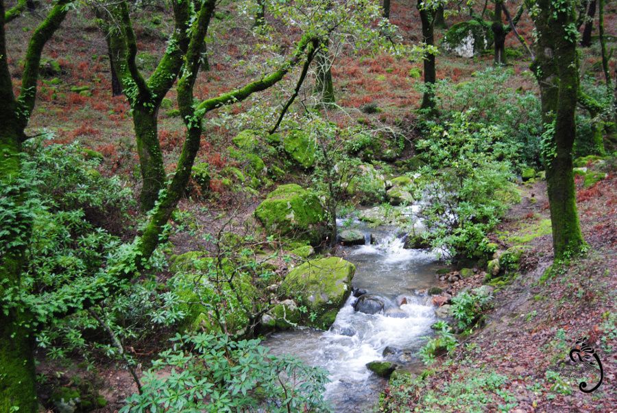 La Sauceda - Parque Natural de Los Alcornocales