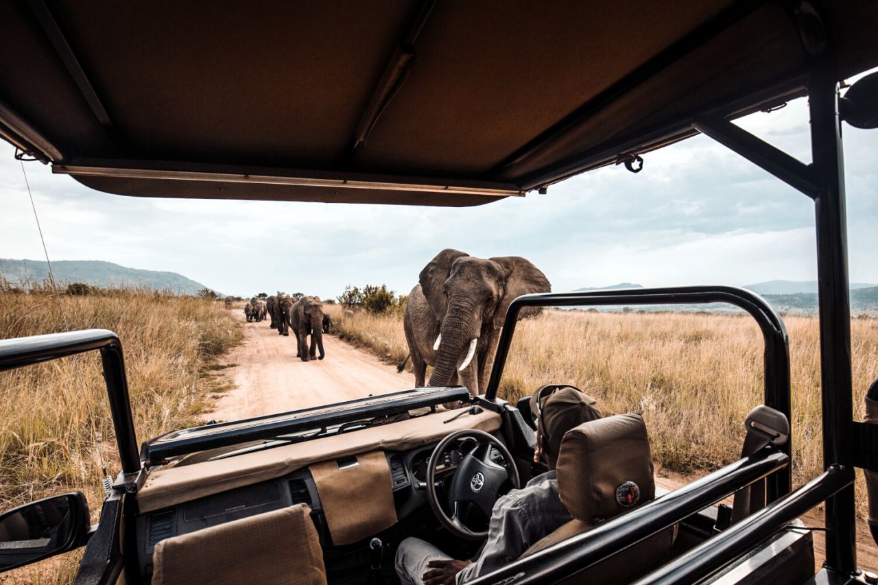 Elefantes - Tanzania