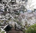 Jardines japoneses