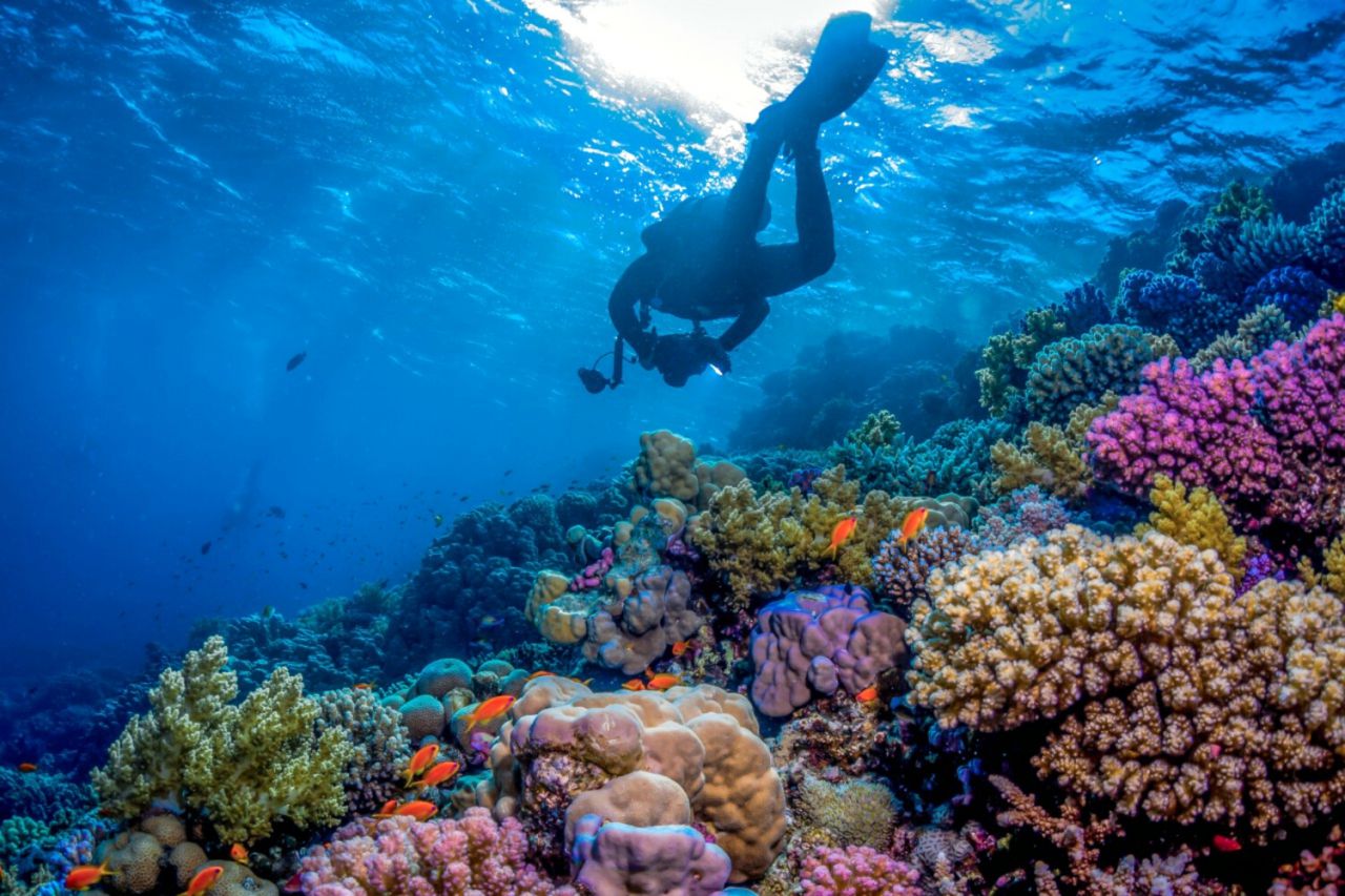 Buceo en el Mar Rojo