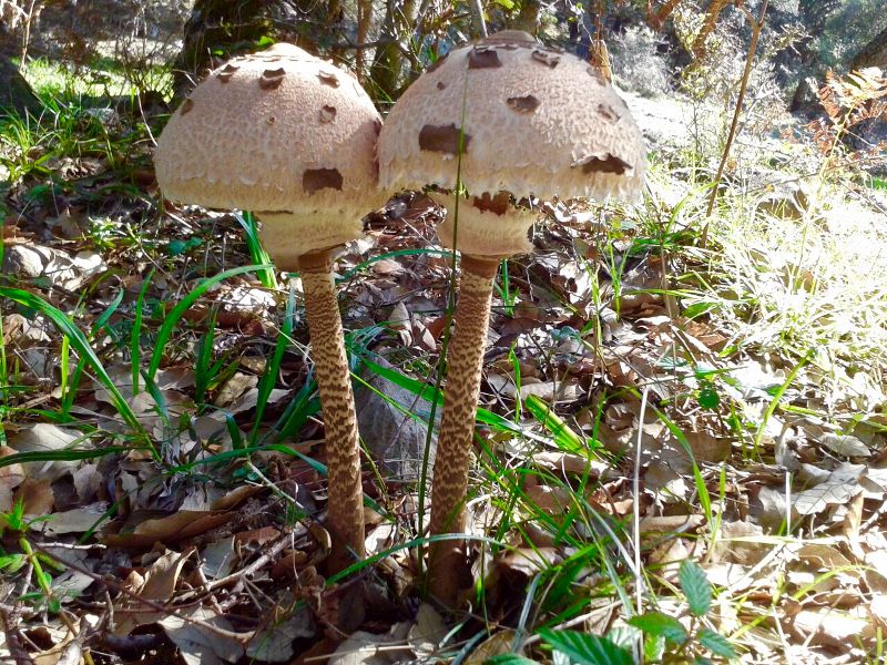 Setas - Parque Natural de Los Alcornocales