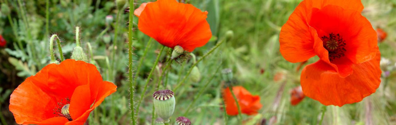 Panorámicas de Flores