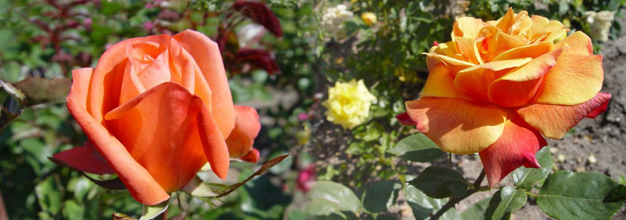 Panorámicas de Flores