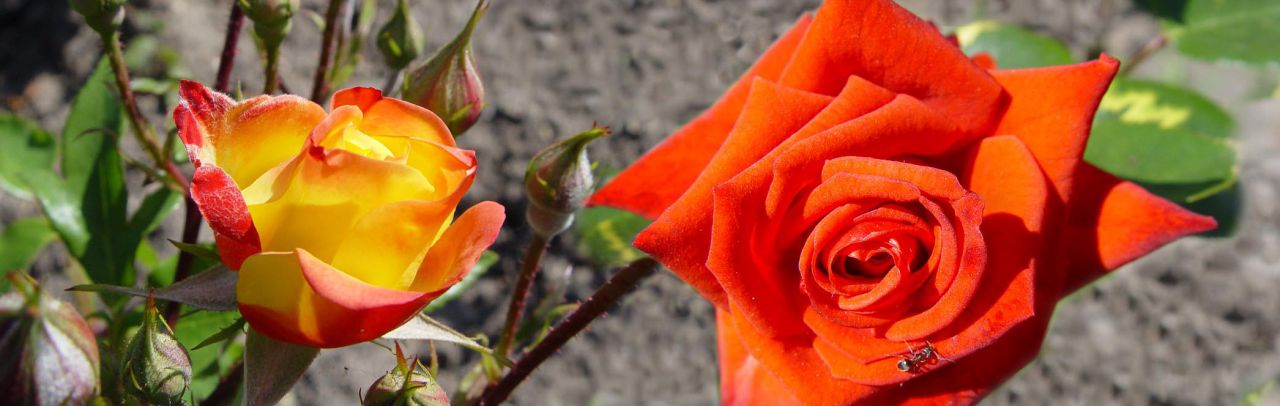 Panorámicas de Flores