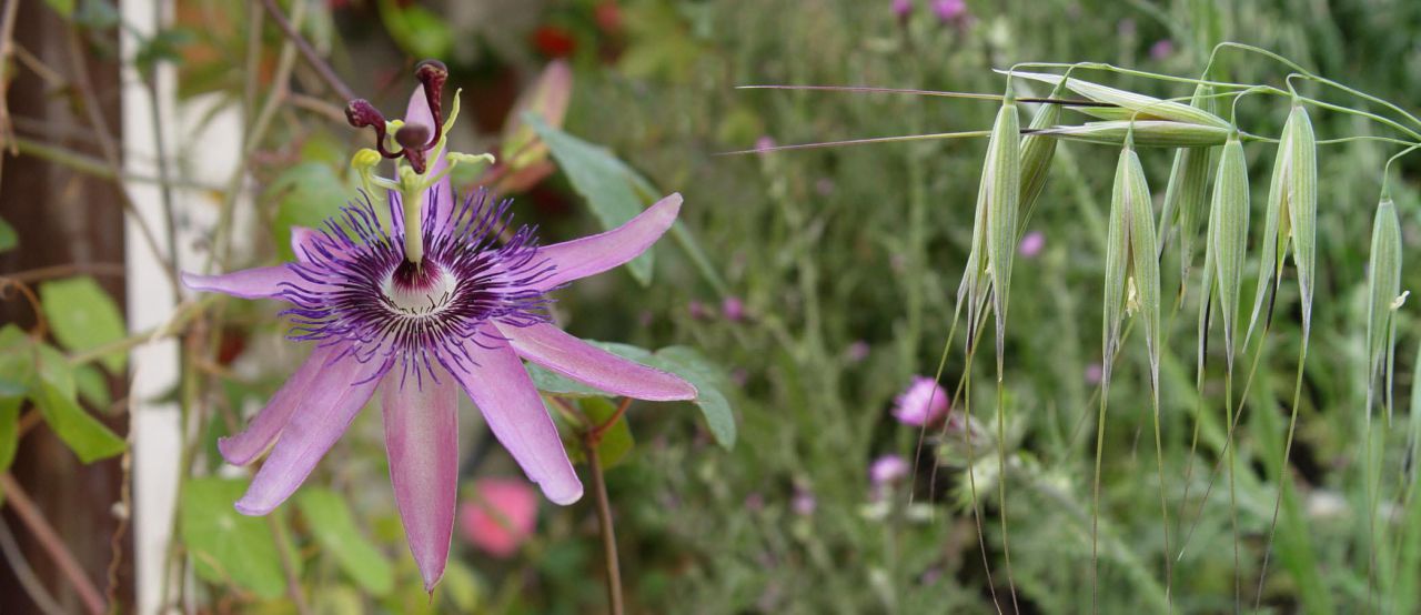 Panorámicas de Flores