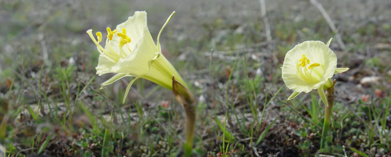 Panorámicas de Flores