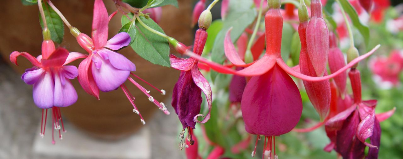 Panorámicas de Flores