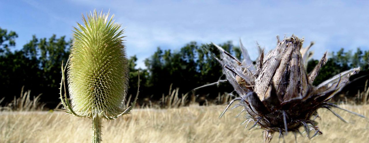 Panorámicas de Flores