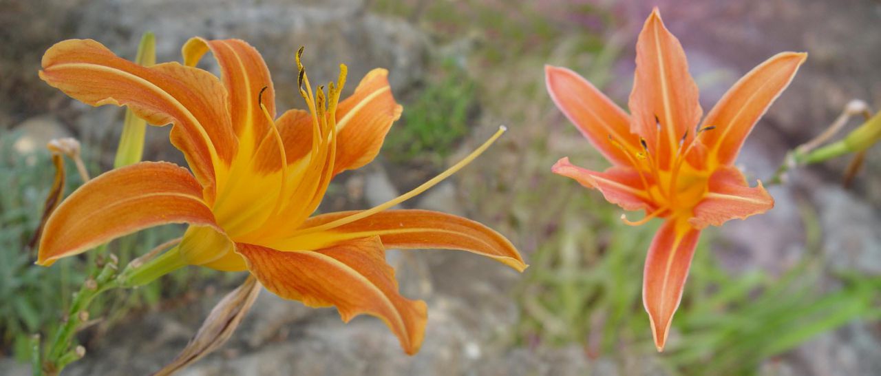 Panorámicas de Flores