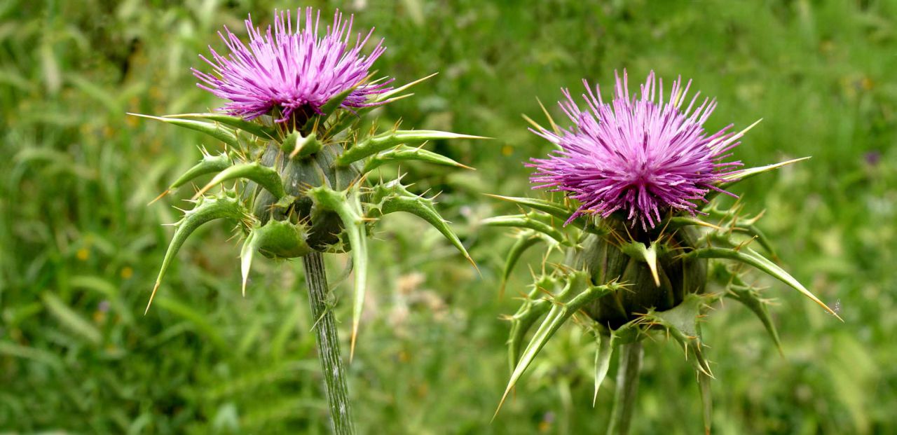 Panorámicas de Flores