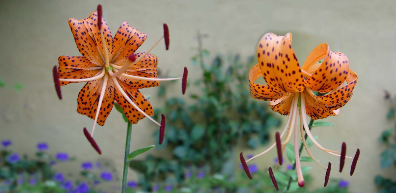 Panorámicas de Flores