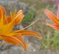 Panorámica de Flores