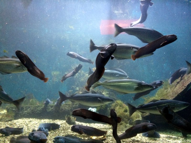 Acuario de Bergen