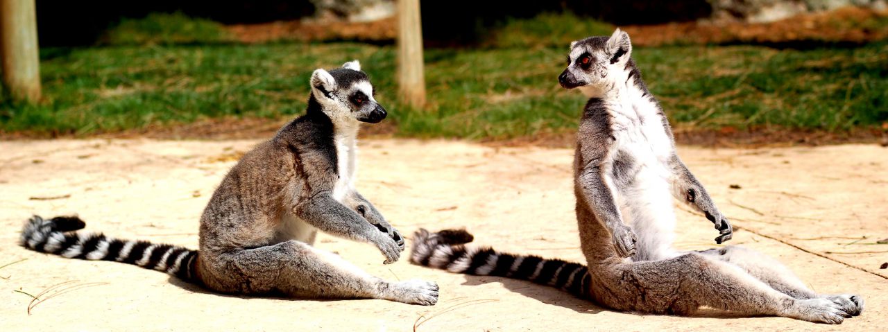 Panorámicas de animales