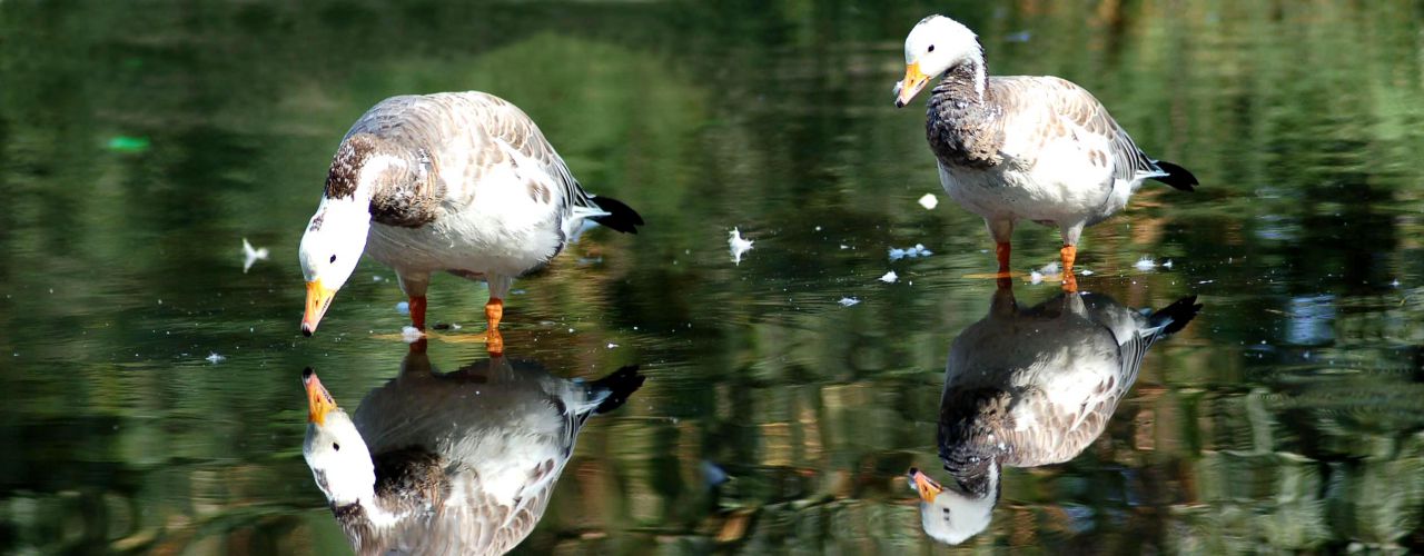 Panorámicas de animales