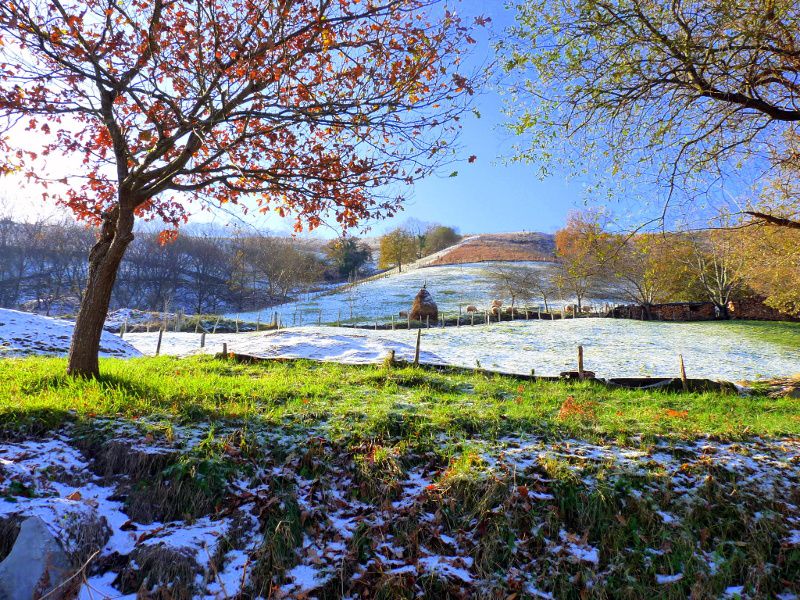 Nieve