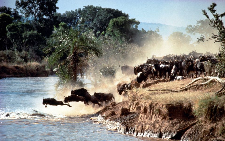 La Gran Migración. Masai Mara