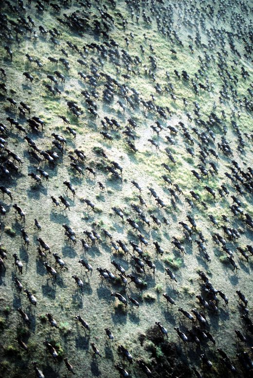 La Gran Migración. Masai Mara