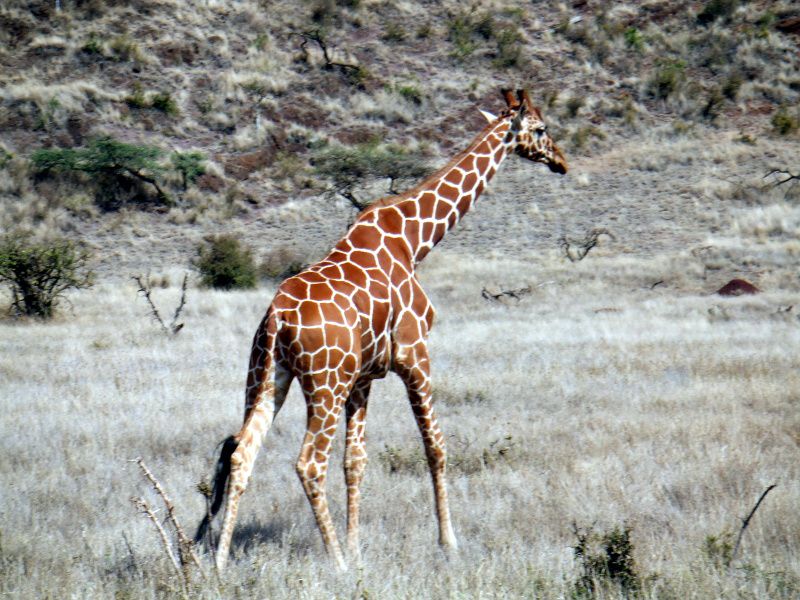 Jirafa en Lewa