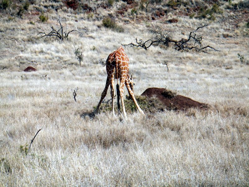 Jirafa en Lewa