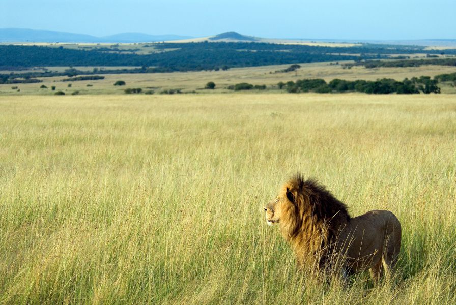 León. Masai Mara