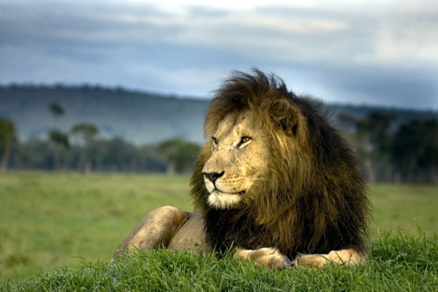 León