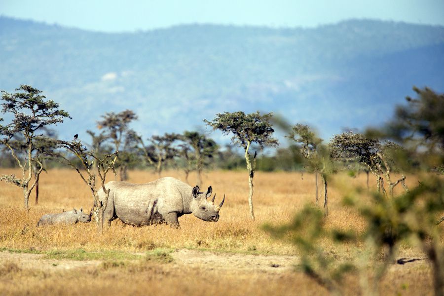 Ol Pejeta