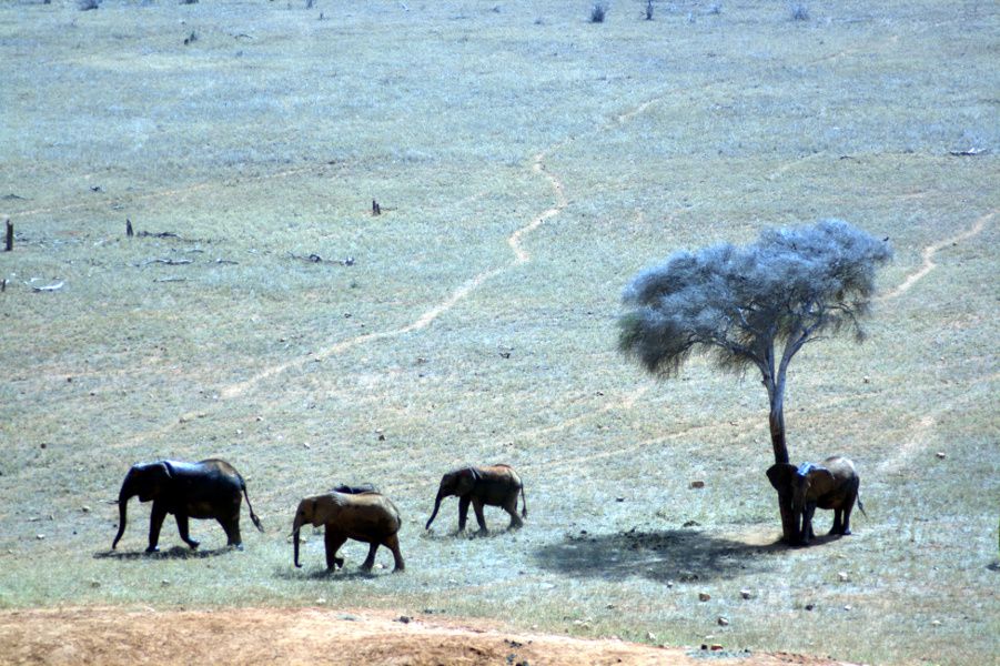 Tsavo East