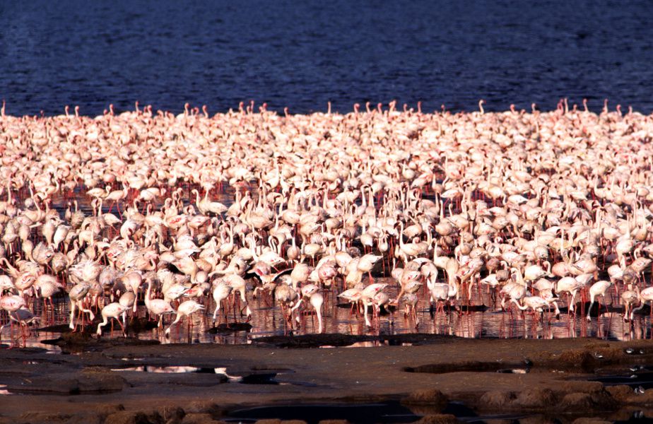 Flamencos