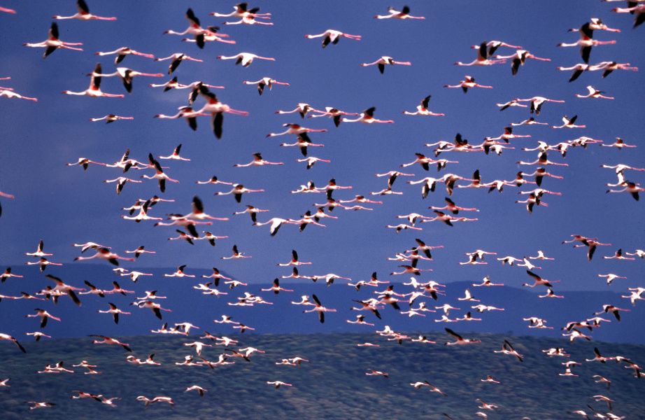 Flamencos volando