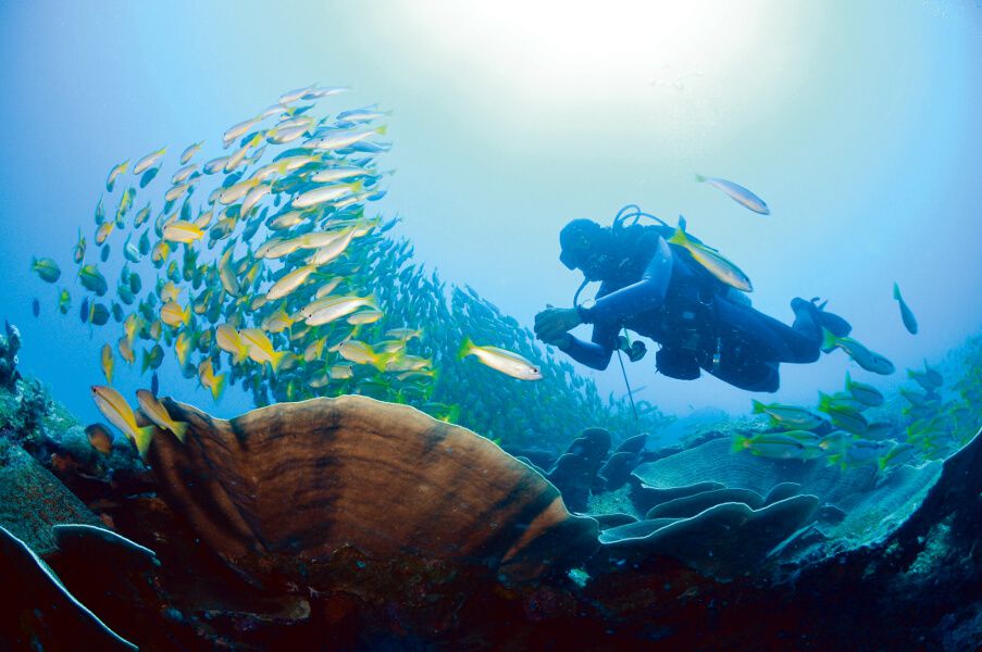 Miniloc Diving