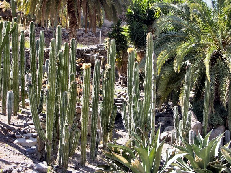Cactualdea en San Nicolás de Tolentino