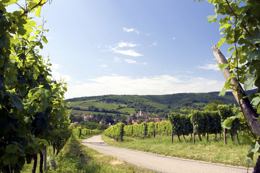 Ruta del vino