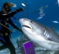 Las Bahamas, buceo con tiburones  