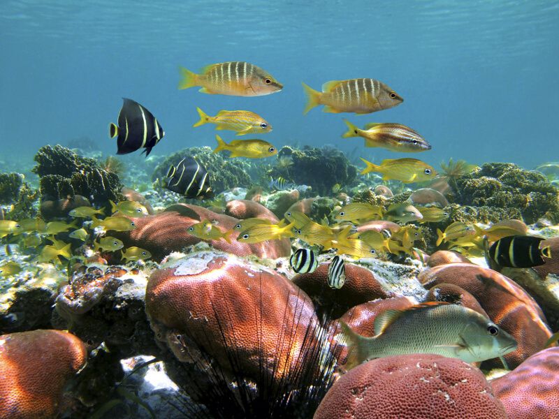 Peces tropicales