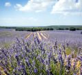 Festival de la Lavanda