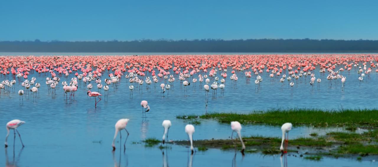 Safari en Kenia con viajes NUBA