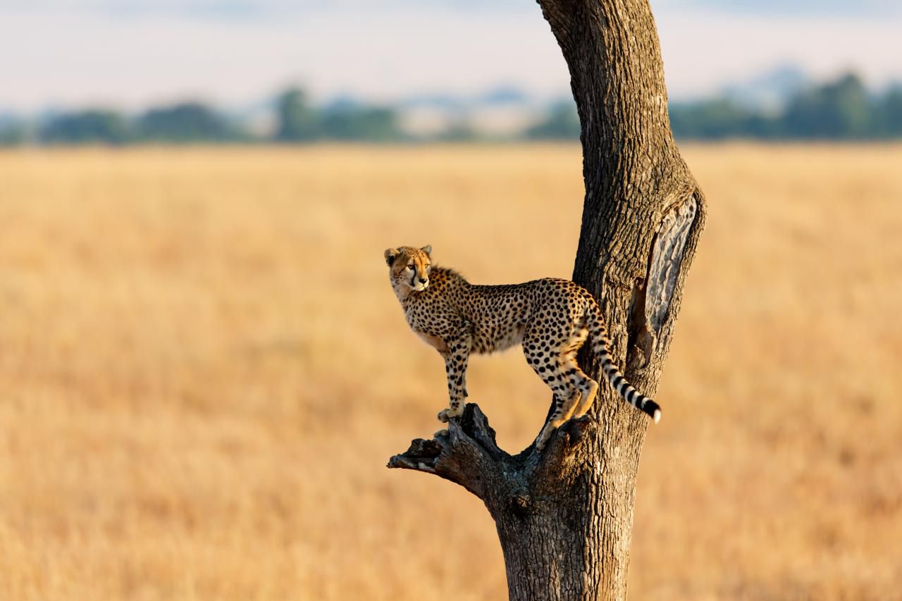 Safari en Kenia con viajes NUBA