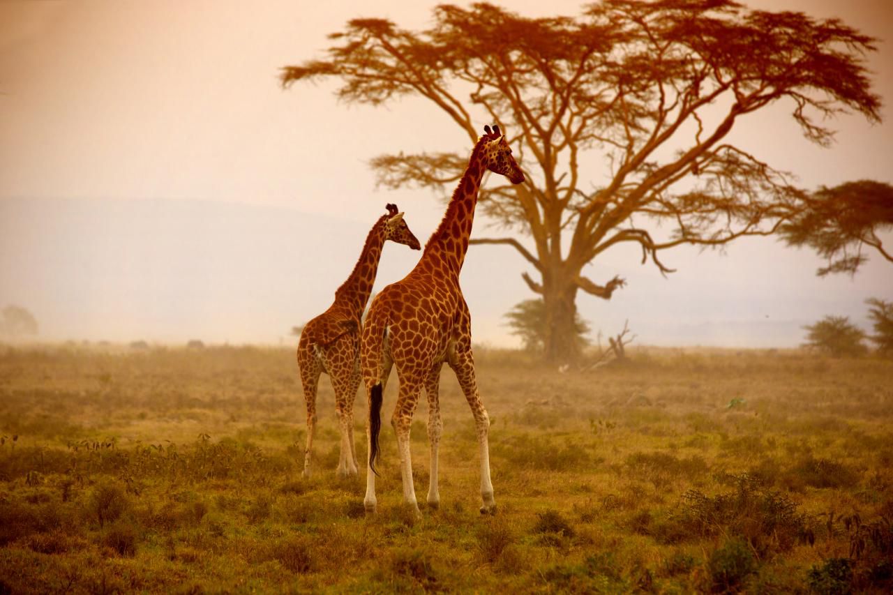 Safari en Kenia con viajes NUBA