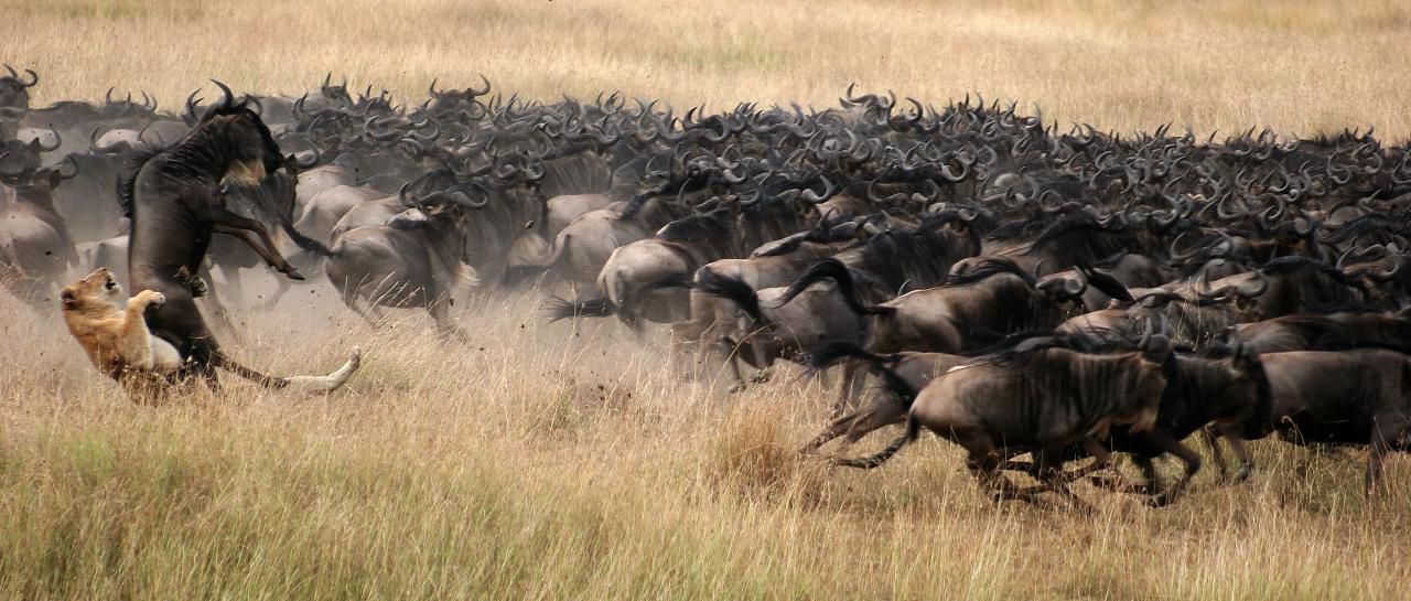 Safari en Kenia con viajes NUBA