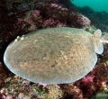 Surf o buceo en la costa Vasco-Francesa