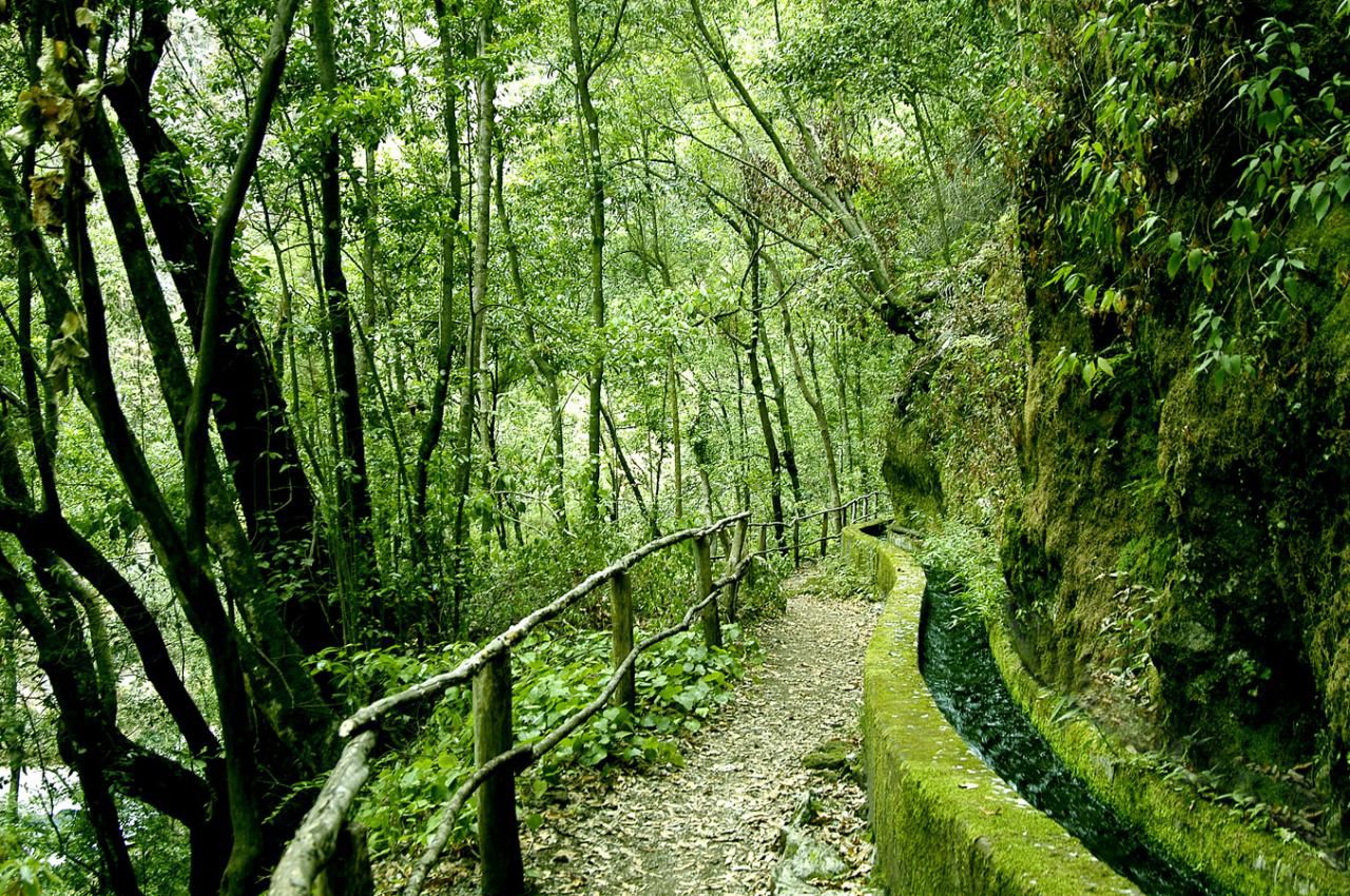 Bosque de Los Tilos