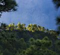 Isla La Palma (Islas Canarias)