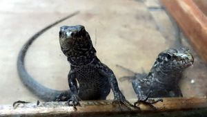 Nacen 105 ejemplares de Lagarto Gigante de El Hierro durante 2019