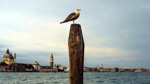 Venecia