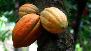 El cacao, producto gourmet en la Republica Dominicana