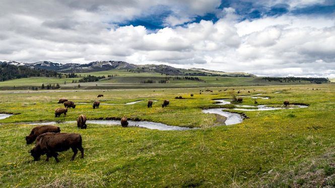 En el Parque nacional de Yellowstone