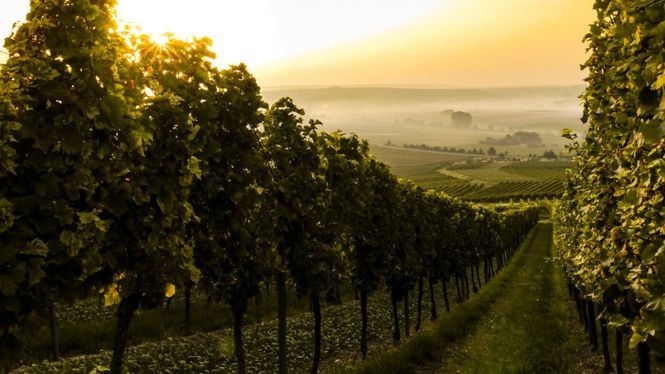 Así fue la vendimia del 2019 y así serán los vinos de los próximos años