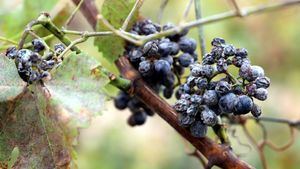 Vinos de hielo para celebrar la Navidad